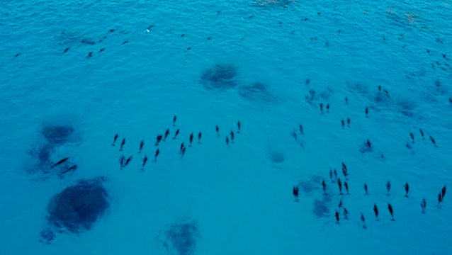 Mình thật sự vỡ oà khi tận mắt thấy đàn cá heo bơi lội trong lagoon