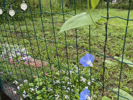 暑かったり雨だったりで…