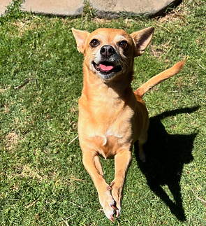 experienced-dog-sitter-orange-county.png