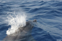 דולפינן מצוי (Tursiops truncatus)