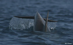 דולפינן מצוי (Tursiops truncatus)