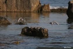 שחפיות ים (Sterna hirundo)