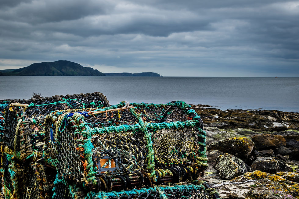 Niarbyl