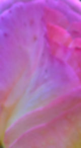 PinkRose1.jpg