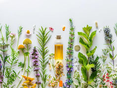 Amphotere Heilpflanzen: Grundlagen, Fakten und Tipps sowie Beispiele🌿