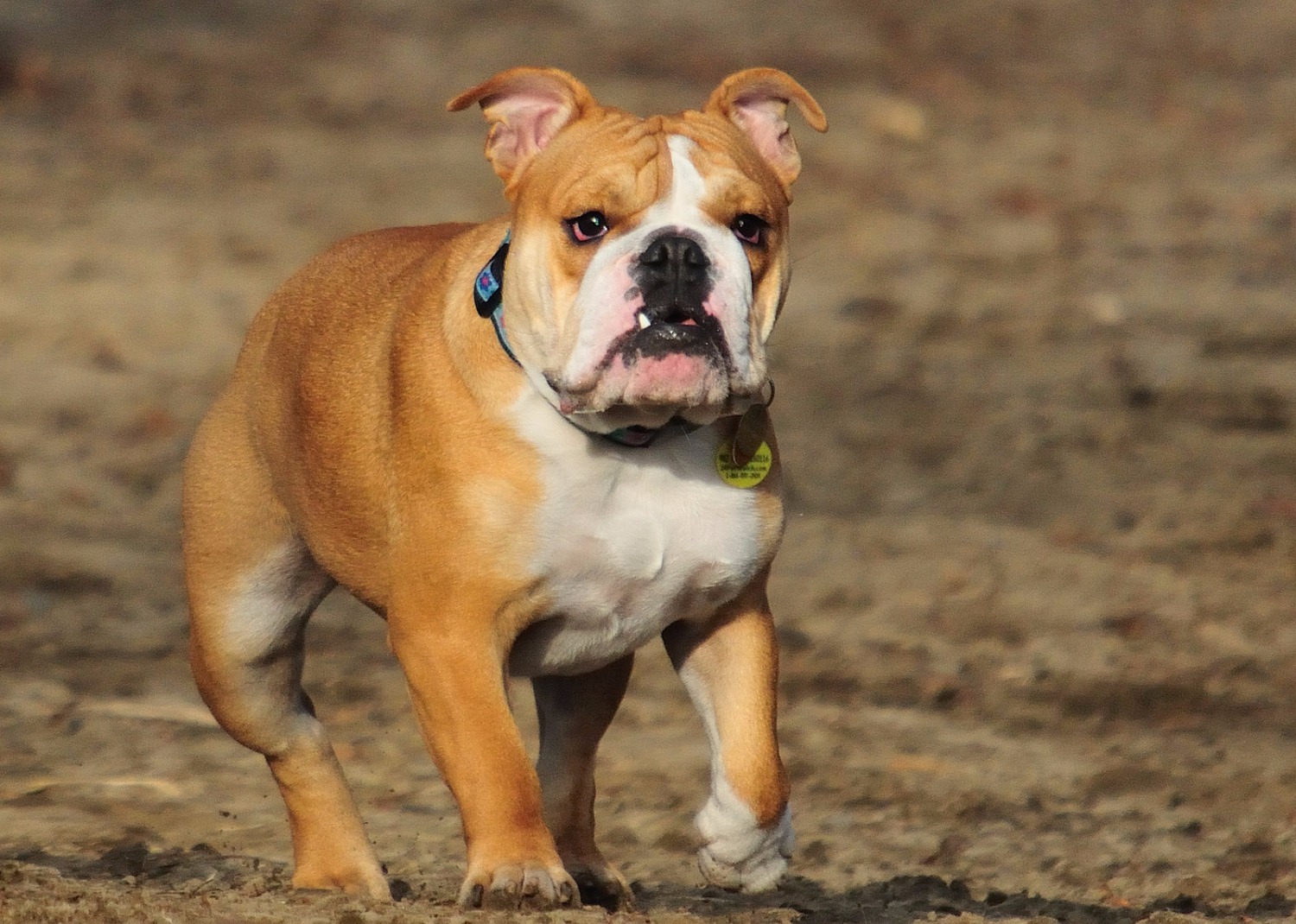 dog boarding etobicoke
