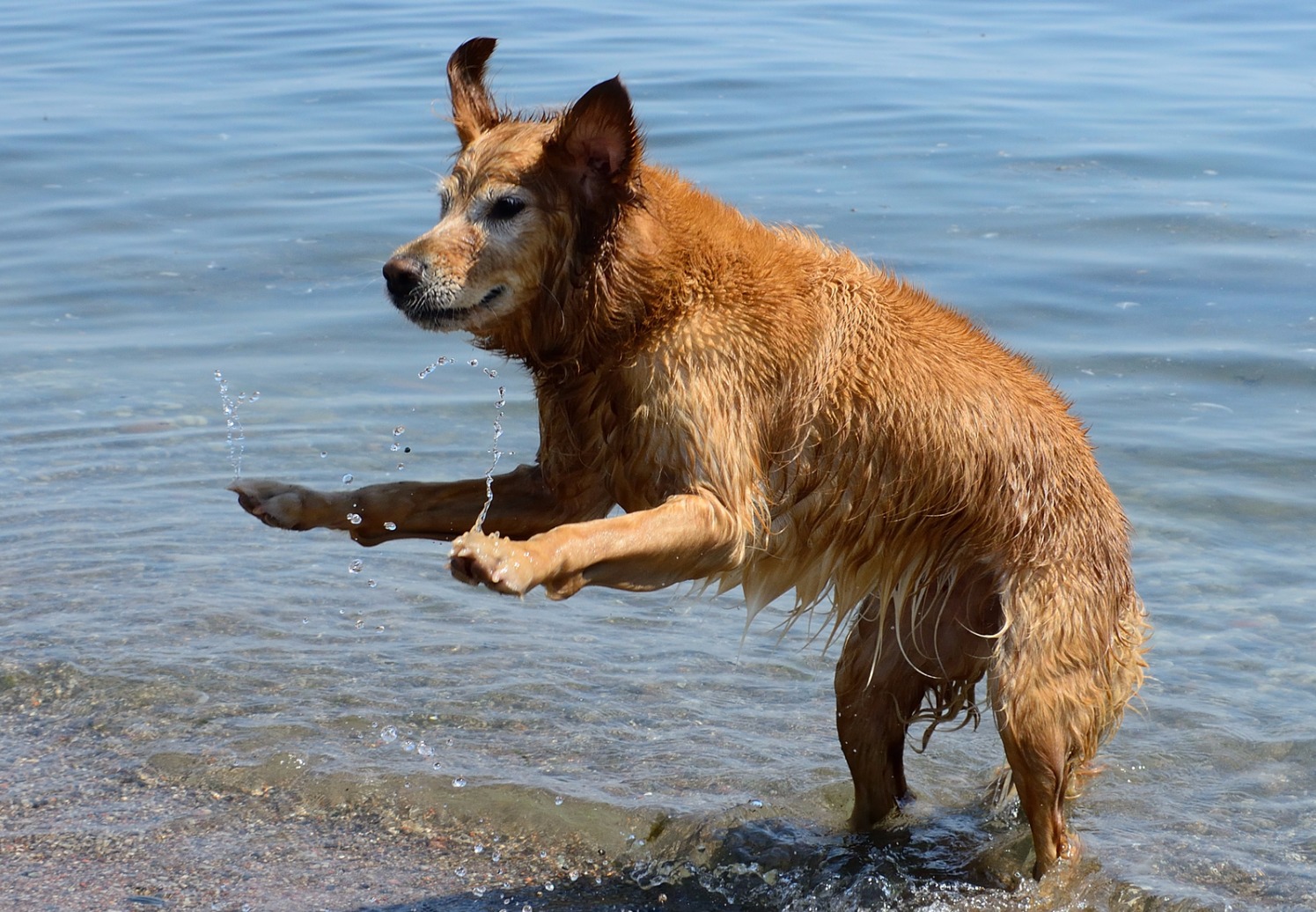 dog boarding etobicoke