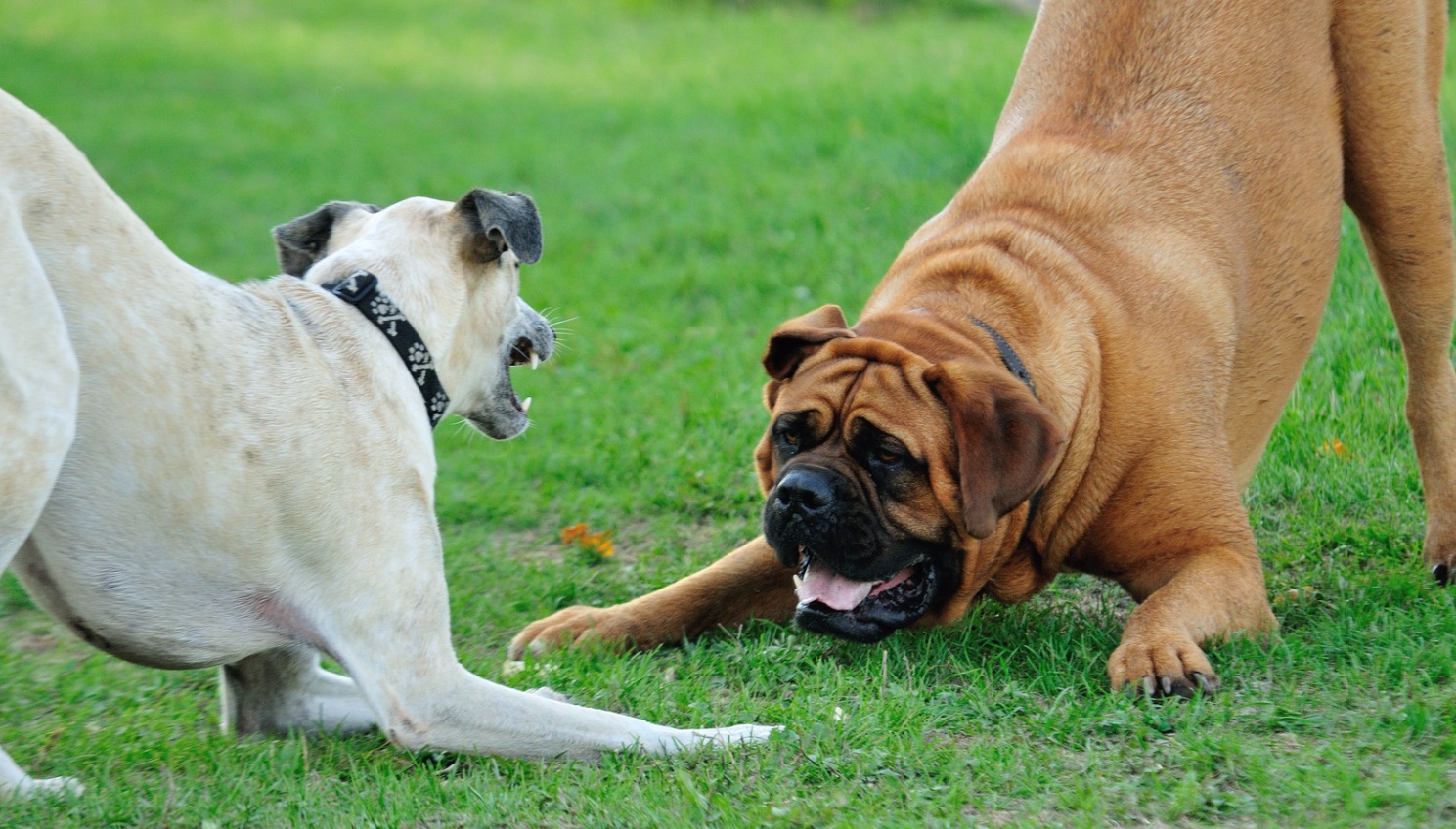 dog boarding etobicoke
