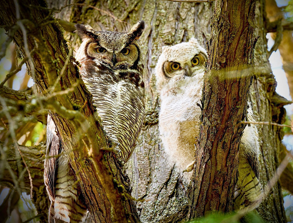 Great Horned Owls