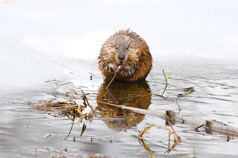 The Beaver