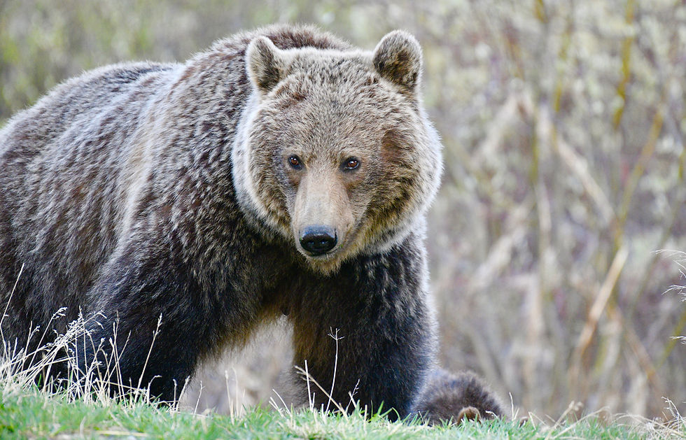 WILDLIFE