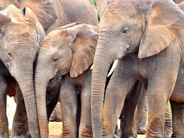 ElephantFamily.jpeg