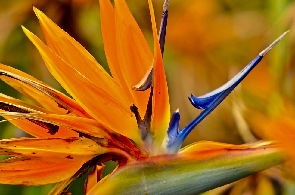 Strelitzia - Bird of Paradise