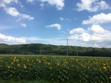 夏が来たよー