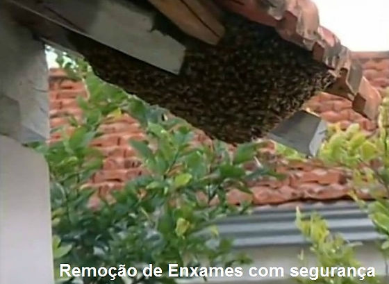 resgate-de-abelhas-salvador