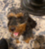 Little Maggie, Mini