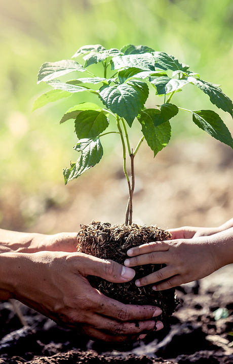 Baum wird gepflanzt