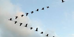 Flying Behind My Flock