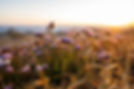 flowers-6201439.jpg