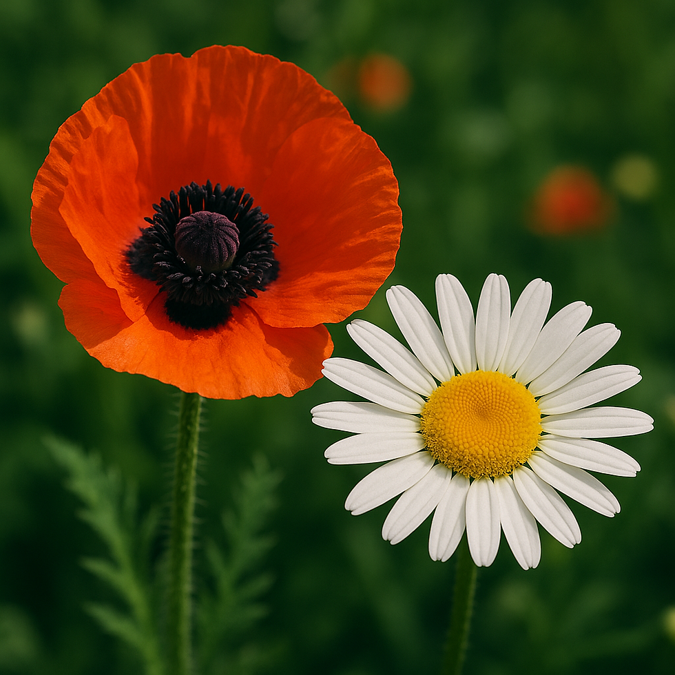 A close-up photograph of a bright red poppy and a white daisy blooming side by side, symbolizing hope and renewal.
