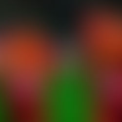 Le Mans - Dunkerque : les Sarthois en quête de certitudes