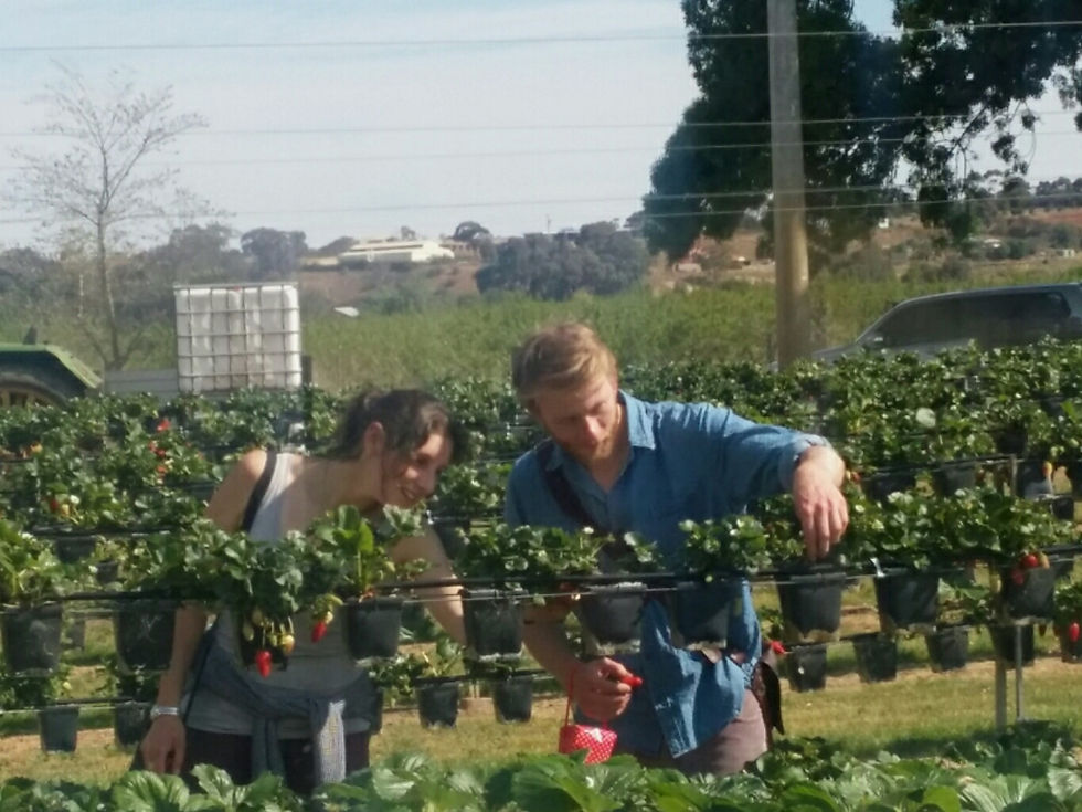 Picking delicious hydroponic strawbs