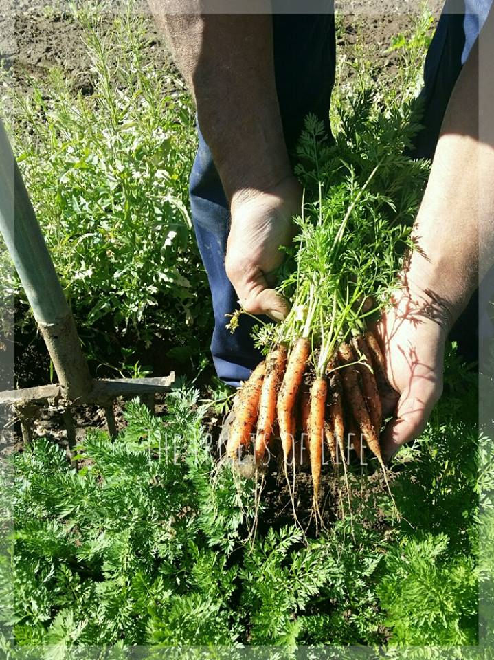 farm - dutch carrots dug up.jpg