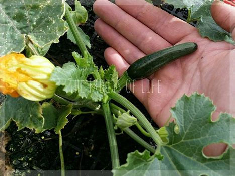 farm - zucchini.jpg