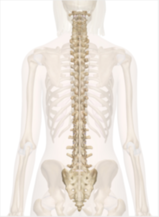 Human Spine