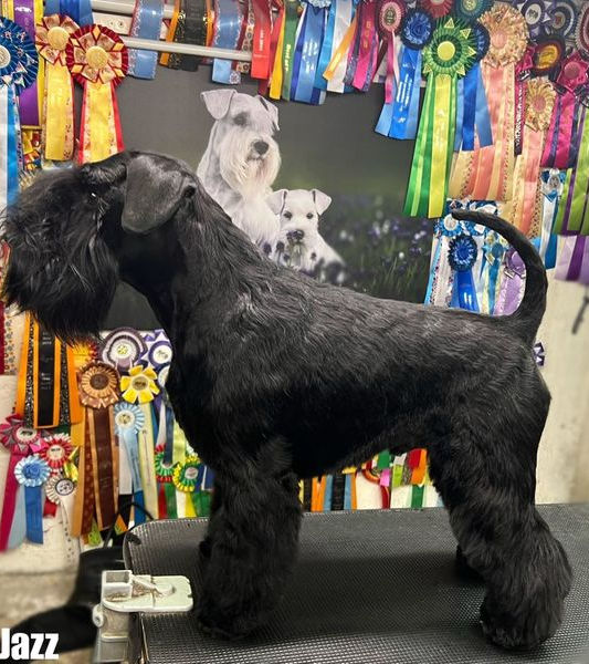Vaterhund, Zwergschnauzer Schwarz Zucht, Welpen