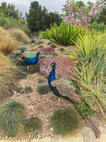 Garden Royals
Oct 2015
Arboretum & Botanic Garden, CA, USA