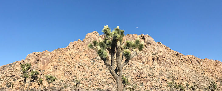 Mar 2019
Joshua Tree, CA, USA