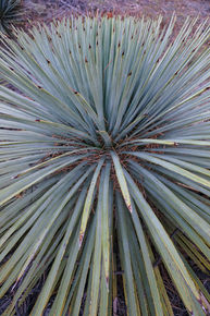 Oct 2015
Angeles National Forest