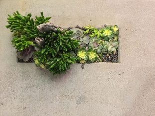 Life Finds a Way
Dec 2016
Venice, CA, USA