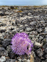 Sep 2023
Vogar, Iceland