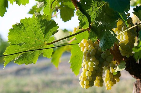 Moscato grapes