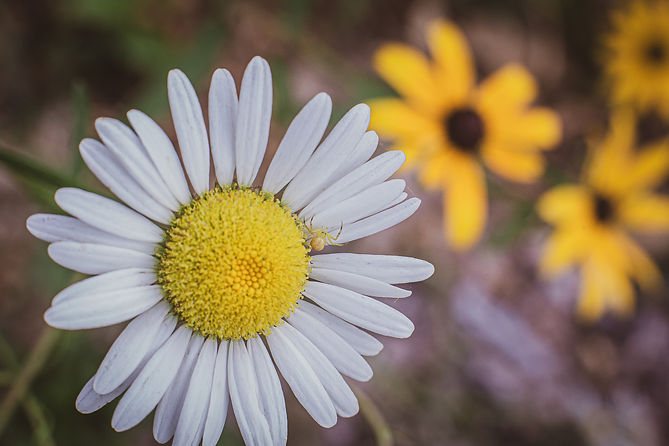 jane_and_her_beautiful_garden_finals_soul_shine_photography-8713.jpg