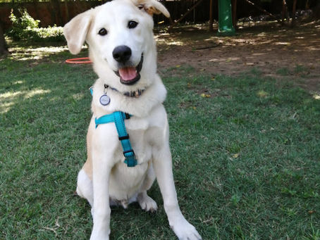 Mobile Pet Bath and Hygiene Services in Cape Town