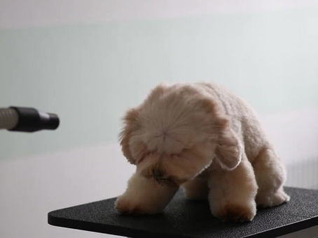 Cape Town Pet Pampering Mobile Services