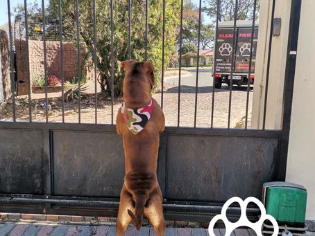 Mobile Pet Haircuts and Styling in Cape Town