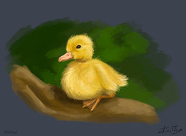baby duck