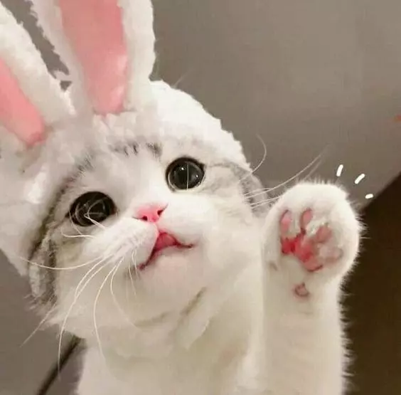 셔츠룸아이린.webp