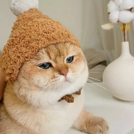 셔츠룸혼자가격.webp