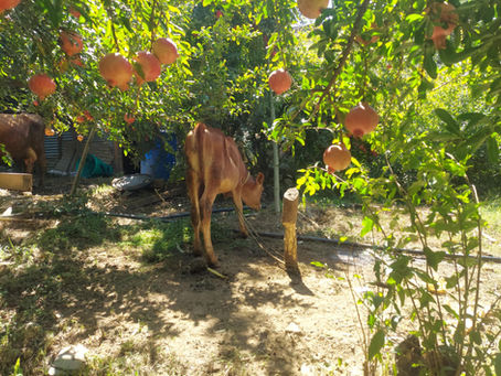 🏔️ The Story Behind RUPI Naturals – From Kullu Valley to Your Table – Pomegranate Vinegar