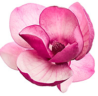 Purple magnolia flower, Magnolia felix isolated on white background, with clipping path.jp
