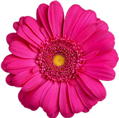 One pink gerbera flower on white background isolated close up, purple gerber flower, red d