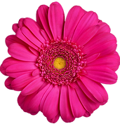 One pink gerbera flower on white background isolated close up, purple gerber flower, red d