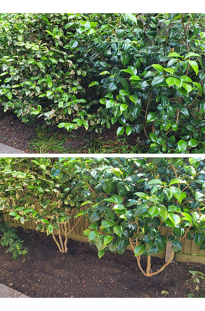 Collage -Bushes heightened_edited.jpg