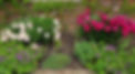 Overgrown border after Old D_edited.jpg