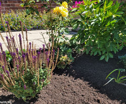 Mulch after (2) 1 Ash